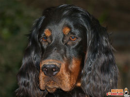 哥頓雪達犬 哥頓雪達犬