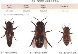 喀爾巴阡蜂 喀爾巴阡蜂