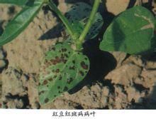 豇豆紅斑病 豇豆紅斑病