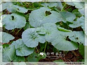 蜂斗菜提取物 蜂斗菜提取物