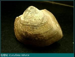 粒帽蚶 Cucullaea labiata
