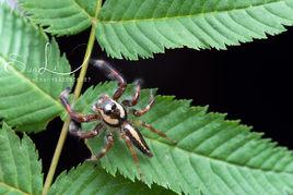 弗氏紐蛛 弗氏紐蛛