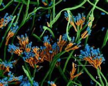 一種植物的分生繁殖