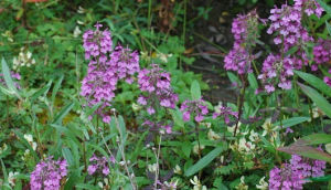 軟弱馬先蒿 軟弱馬先蒿