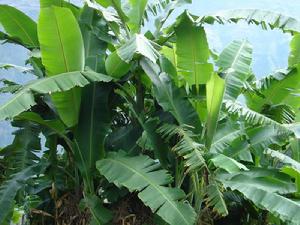 排把自然村自然資源-芭蕉