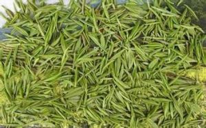 蘆芽仙草茶 蘆芽仙草茶