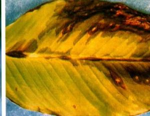 藥用植物美人蕉瘟病