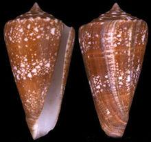 阿瑪迪芋螺（圖冊2）