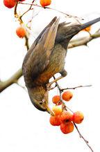 黑鳥[雀形目擬椋鳥科鳥類]