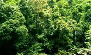 石灰岩季雨林