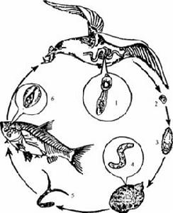 魚苗復口吸蟲病