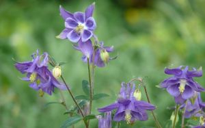 腺毛耬斗菜 腺毛耬斗菜