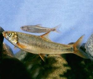 短須裂腹魚 短須裂腹魚