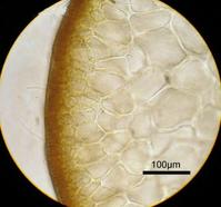 凍沙菜的橫切面