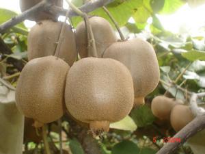 西峽獼猴桃 西峽獼猴桃