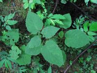 白背繡球 白背繡球