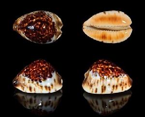 遺漏寶螺 遺漏寶螺