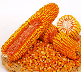 高產玉米 高產玉米