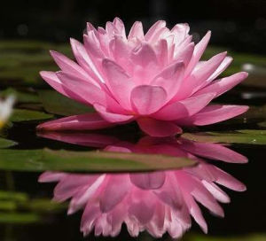 帕特麗夏.艾琳 帕特麗夏.艾琳