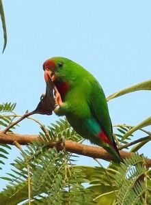 菲律賓短尾鸚鵡民都洛島亞種