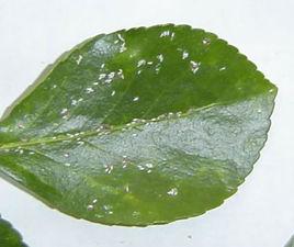 衛矛矢尖盾蚧 衛矛矢尖盾蚧