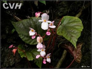 烏葉秋海棠 烏葉秋海棠