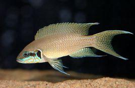 蒙面燕尾 蒙面燕尾