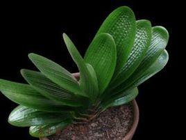 和尚君子蘭 和尚君子蘭