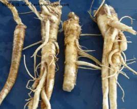 牛家營子桔梗 牛家營子桔梗