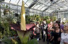 瑞士巴塞爾大學的泰坦魔芋花