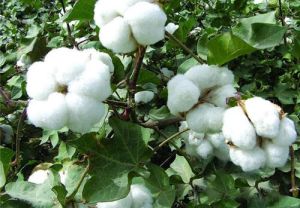 棉籽提取物 棉籽提取物