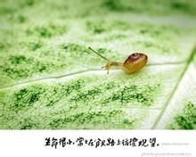 小生命[電影《小生命》]