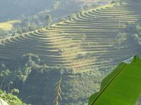 梯田