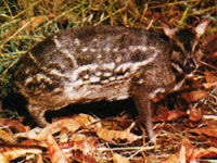 鼷鹿下目 鼷鹿下目