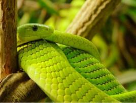 綠曼巴蛇 綠曼巴蛇