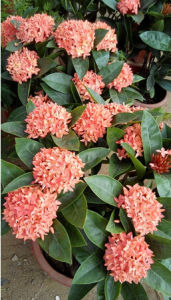 囊果龍船花 囊果龍船花