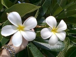 鈍葉雞蛋花 鈍葉雞蛋花