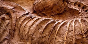 似提姆龍化石標本：兩根腿骨