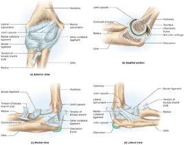 關節的輔助結構 關節的輔助結構