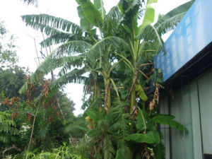 香蕉樹