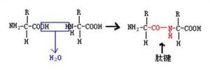 胺基酸脫水縮合 胺基酸脫水縮合