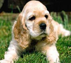 可愛拼圖 可愛拼圖