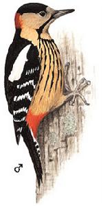 黃頸啄木鳥