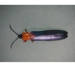 椰心葉甲 椰心葉甲