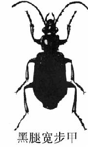黑腿寬步甲 黑腿寬步甲