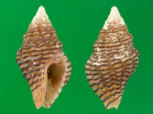 金線旋螺 金線旋螺