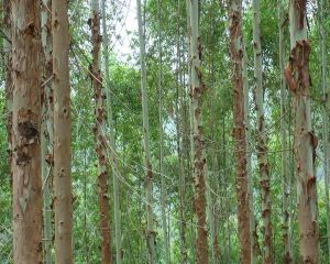 小尖山自然村 小尖山自然村