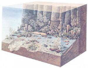 白堊紀化石