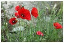 罌粟（阿爾卑斯罌粟）