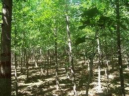 銀杏園林 銀杏園林